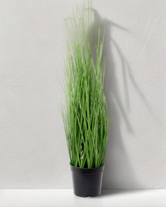 Zacatillo onion grass 60cm