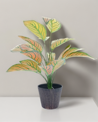 Planta calathea Portokali...