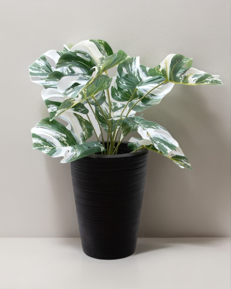 Monstera variegada 52cm