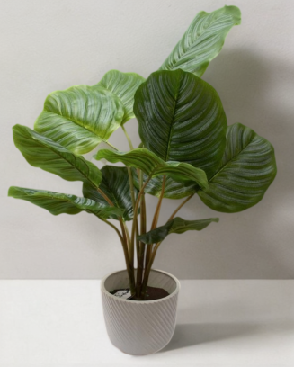 Calathea Geopperta 69cm