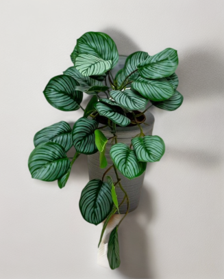 Colgante calathea raya...