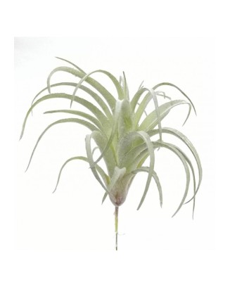 Suculenta bromelia ceniza...